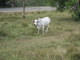 Spotless Udderless Cow